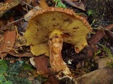 Suillus lakei image