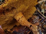 Suillus lakei image