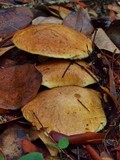 Suillus caerulescens image