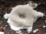 Bjerkandera adusta image