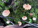 Tubaria conspersa image