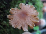 Tubaria conspersa image