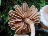 Tubaria conspersa image