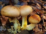 Gomphidius oregonensis image