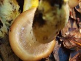 Gomphidius oregonensis image