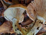 Gomphidius oregonensis image