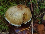 Inocybe rimosa image