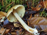 Inocybe rimosa image