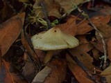 Inocybe rimosa image