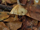 Inocybe rimosa image
