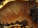 Cortinarius xanthodryophilus image