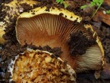 Cortinarius xanthodryophilus image