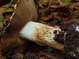 Cortinarius xanthodryophilus image