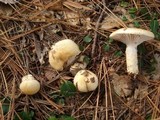 Hygrophorus flavodiscus image