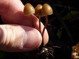 Psilocybe pelliculosa image