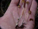 Psilocybe pelliculosa image