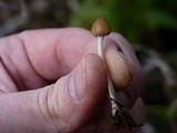 Psilocybe pelliculosa image