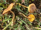 Cortinarius croceus image