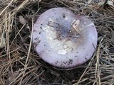 Russula xerampelina image