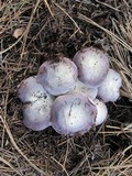 Russula xerampelina image