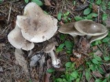 Ampulloclitocybe clavipes image