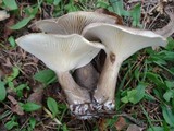 Ampulloclitocybe clavipes image