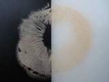 Clitocybe tarda image