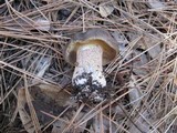 Suillus fuscotomentosus image