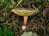 Boletus zelleri image