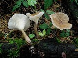 Ampulloclitocybe clavipes image