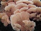 Merulius tremellosus image