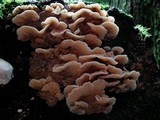 Merulius tremellosus image