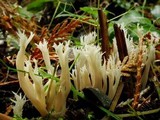 Clavulina coralloides image