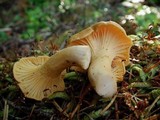 Cantharellus formosus image