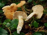 Hydnum oregonense image