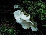 Pleurocybella porrigens image