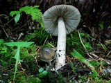 Amanita constricta image