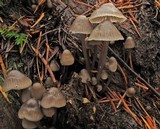 Mycena maculata image