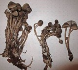 Mycena maculata image