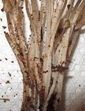 Mycena maculata image