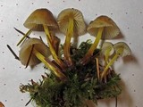 Mycena griseoviridis image