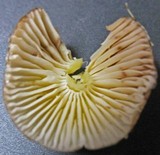 Mycena griseoviridis image