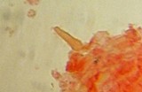 Mycena griseoviridis image