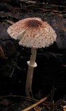 Lepiota cristata image