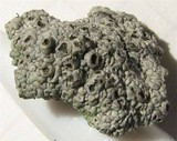 Diploschistes scruposus image