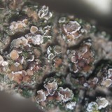 Lecania cyrtella image