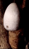 Volvariella bombycina image
