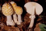 Amanita velatipes image