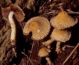 Lacrymaria echiniceps image