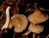 Lacrymaria echiniceps image